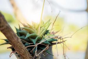 Dwarf cactus in pot photo