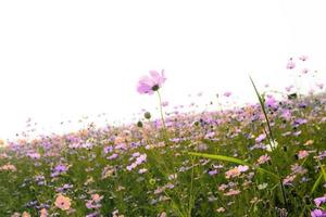 Pink cosmos field photo