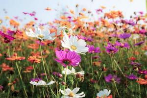 Colorful cosmos flowers photo