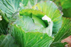 Cabbage with texture background photo