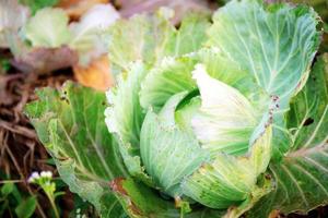 Cabbage on ground in farm photo