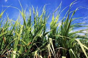 Sugarcane with blue sky photo