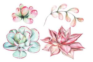 Watercolor succulent set vector