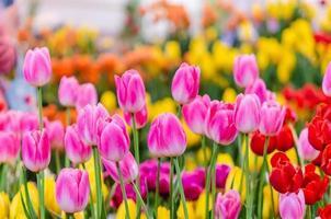 Beautiful Pink tulips photo