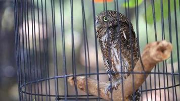 Close up  Collared owlet, Collared pygmy owl in birdcage. video