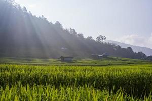Terrace rice fields photo