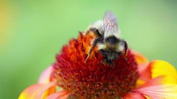 Working bumblebee