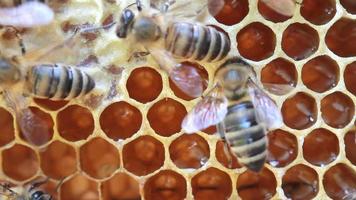 abejas dentro de la colmena