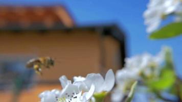hd slow-mo: Biene versucht auf Blume zu landen video