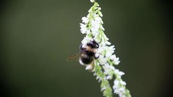 a abelha coleta néctar da flor em um dia ensolarado video