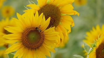 ett bi samlar nektar från solrosor video