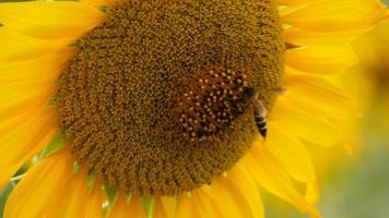 A bee collects nectar from sunflowers