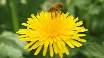 abeja recolecta néctar