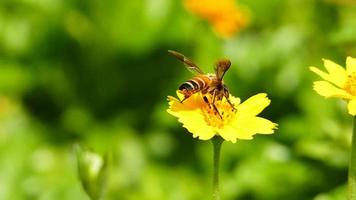 abeille dans la nature