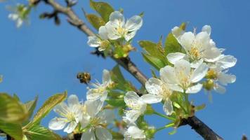 HD Slow-Mo: Honeaybee Hovers in Front of Blossom video