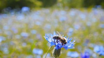 A bee collects nectar from blue flowers, slow motion video