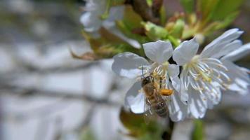 HD Slow-Mo: Honeybee on Cherry Flowers video