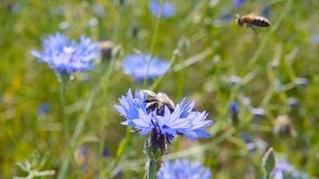 A bee collects nectar from blue flowers, slow motion video
