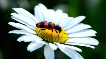 insecte recueille le pollen sur la fleur de camomille
