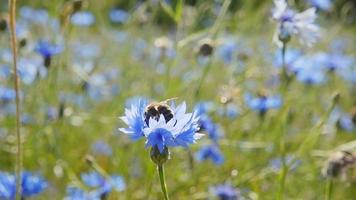 Bumblebee collects nectar from blue flowers, slow motion video