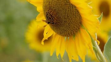 een bij verzamelt nectar van zonnebloemen video
