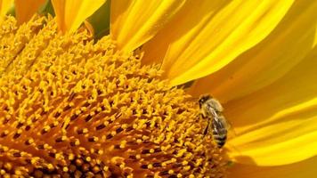 Bee Collects Pollen In The Sunflower video