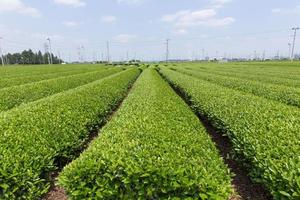 Tea plantation (Saitama Prefecture Sayama Hill) photo