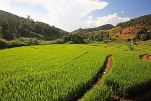 Terrace harvest rice fields in Chaing Mai