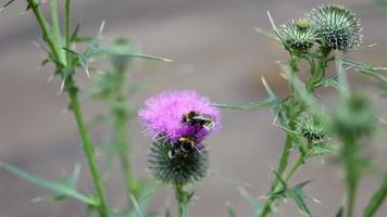 a abelha coleta néctar da flor em um dia ensolarado video