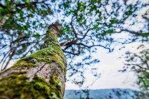 árbol en un bosque tropical foto