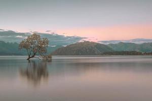 Green tree on lake shore during daytime photo