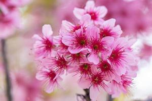 Prunus cerasoides flowers on the tree photo