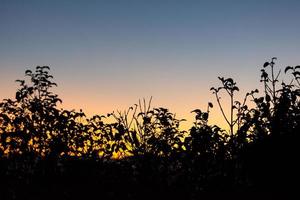 cielo al atardecer y plantas foto