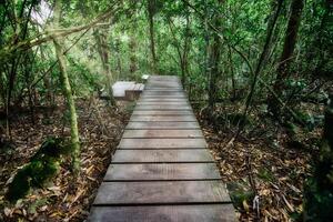 Wooden pathway in a forest photo