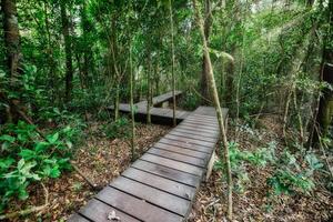 Wooden pathway in as forest photo