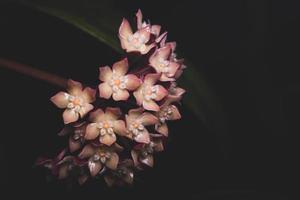 Pink hoya flower, macro photo