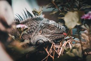 Close-up of an iguana photo