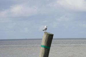 Sea gull on a post photo