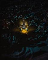 Yellow fish underwater photo