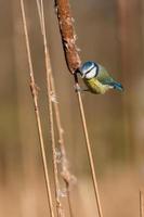 Blue tit perched on reeds photo