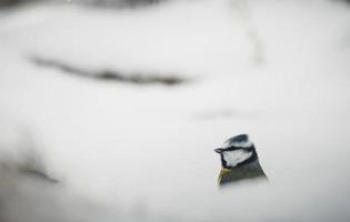 Black and white chickadee in snow photo