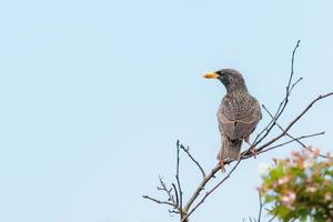 Common starling holding food photo