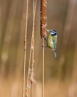 Blue tit perched in reeds photo