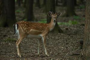 Roe deer in the forest photo