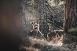 Deer between trees photo