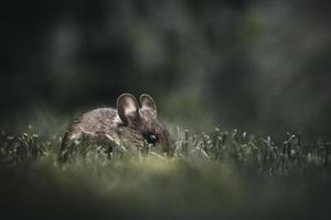 Close-up of mouse in grass photo