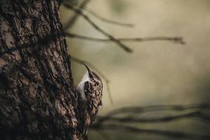 Bird on a tree trunk