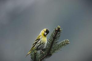 Yellow parakeet perched on tree photo