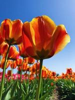 Yellow tulips in bloom photo