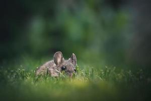 Mouse in green grass photo
